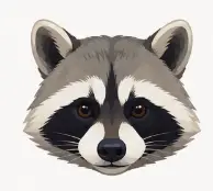Raccoon